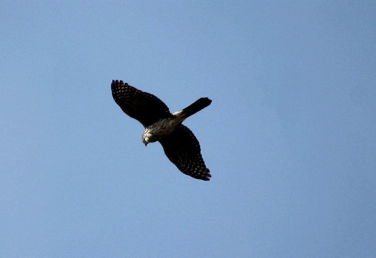 Chilean Hawk - ML637921623