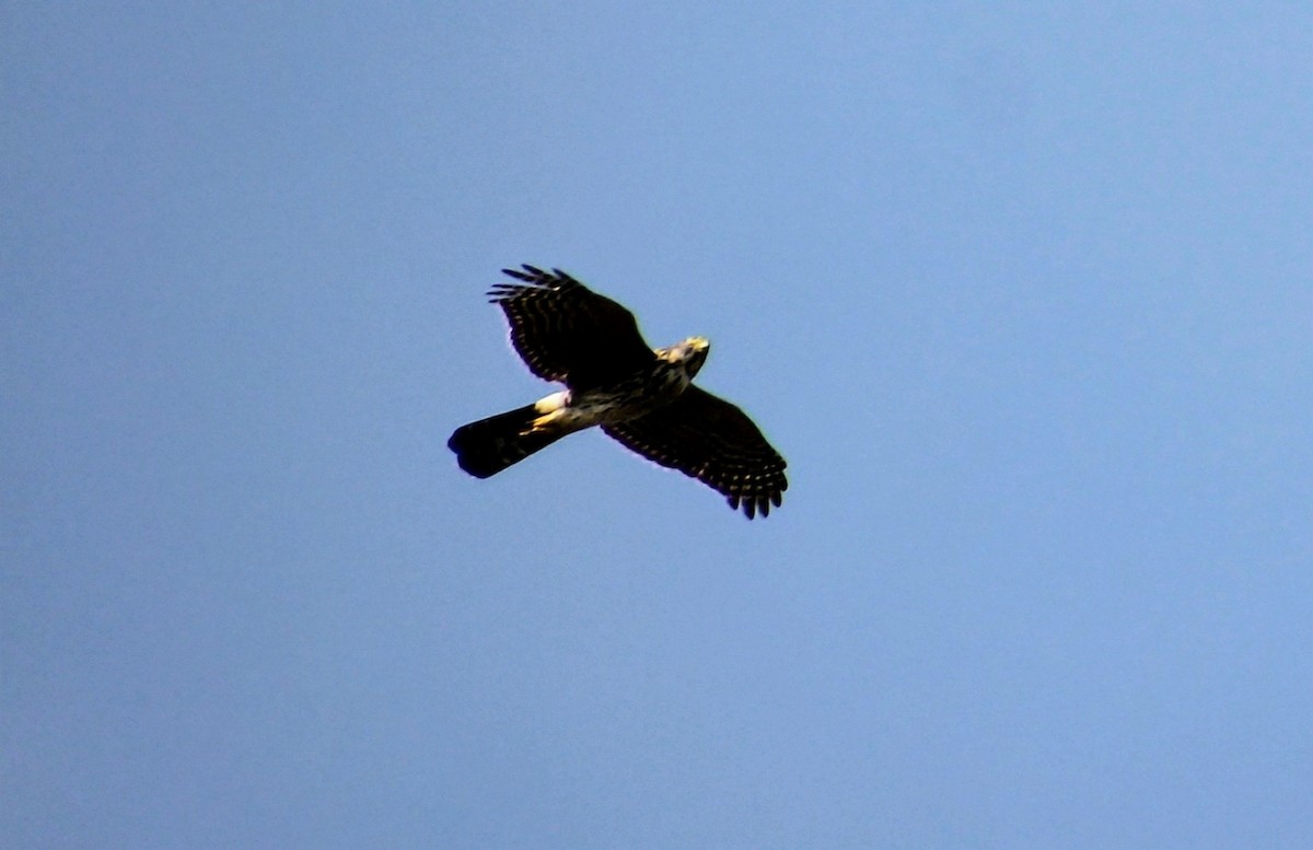 Chilean Hawk - ML637921624