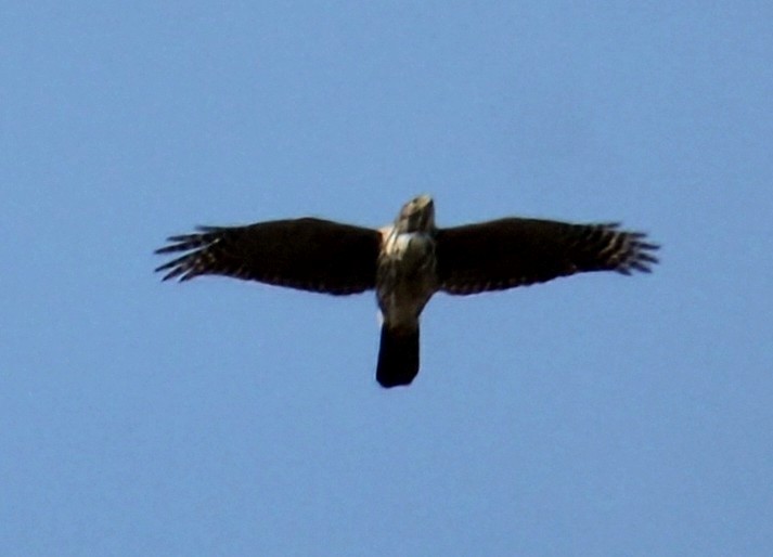 Chilean Hawk - ML637921625