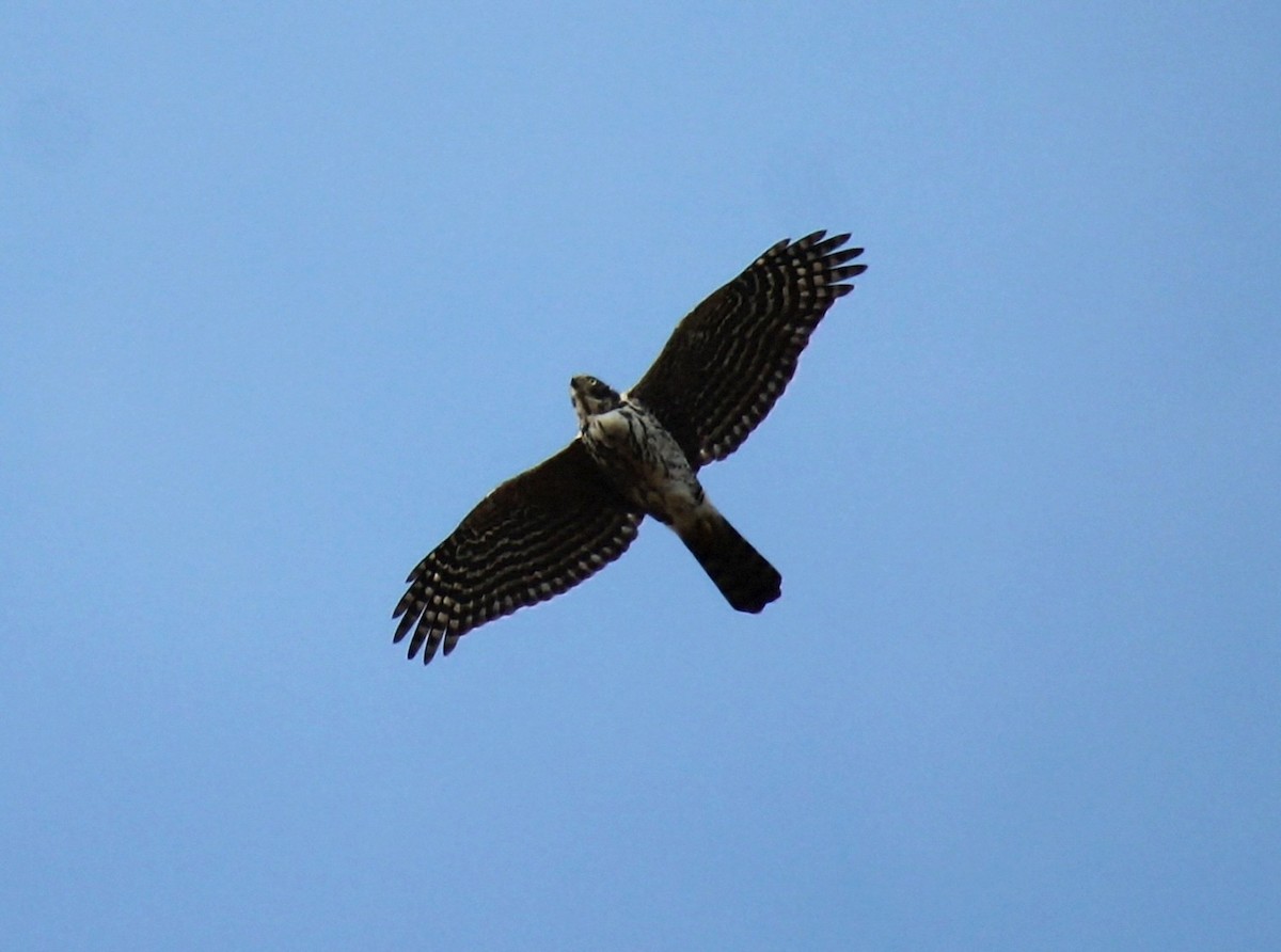 Chilean Hawk - ML637921626