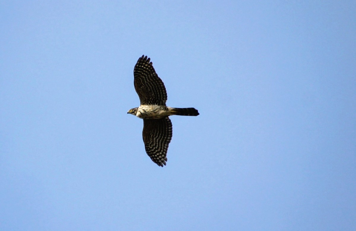 Chilean Hawk - ML637921627