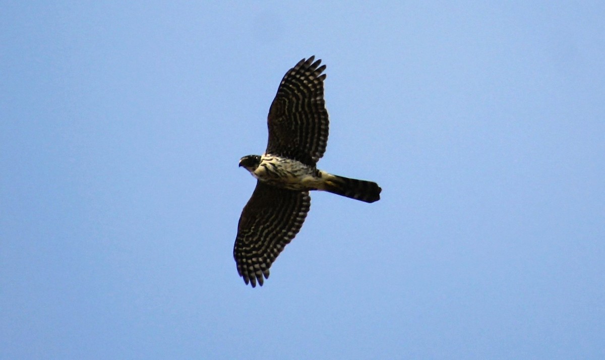 Chilean Hawk - ML637921628