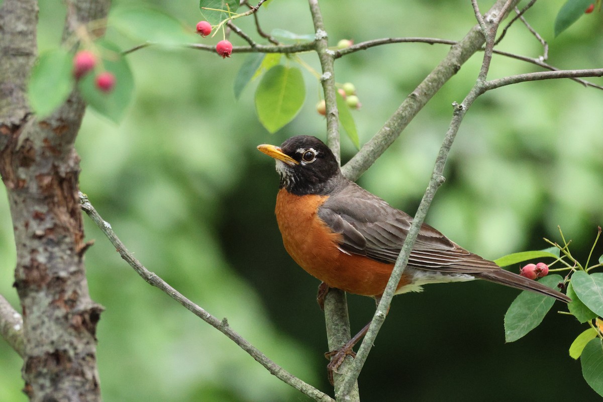 drozd stěhovavý - ML637921646