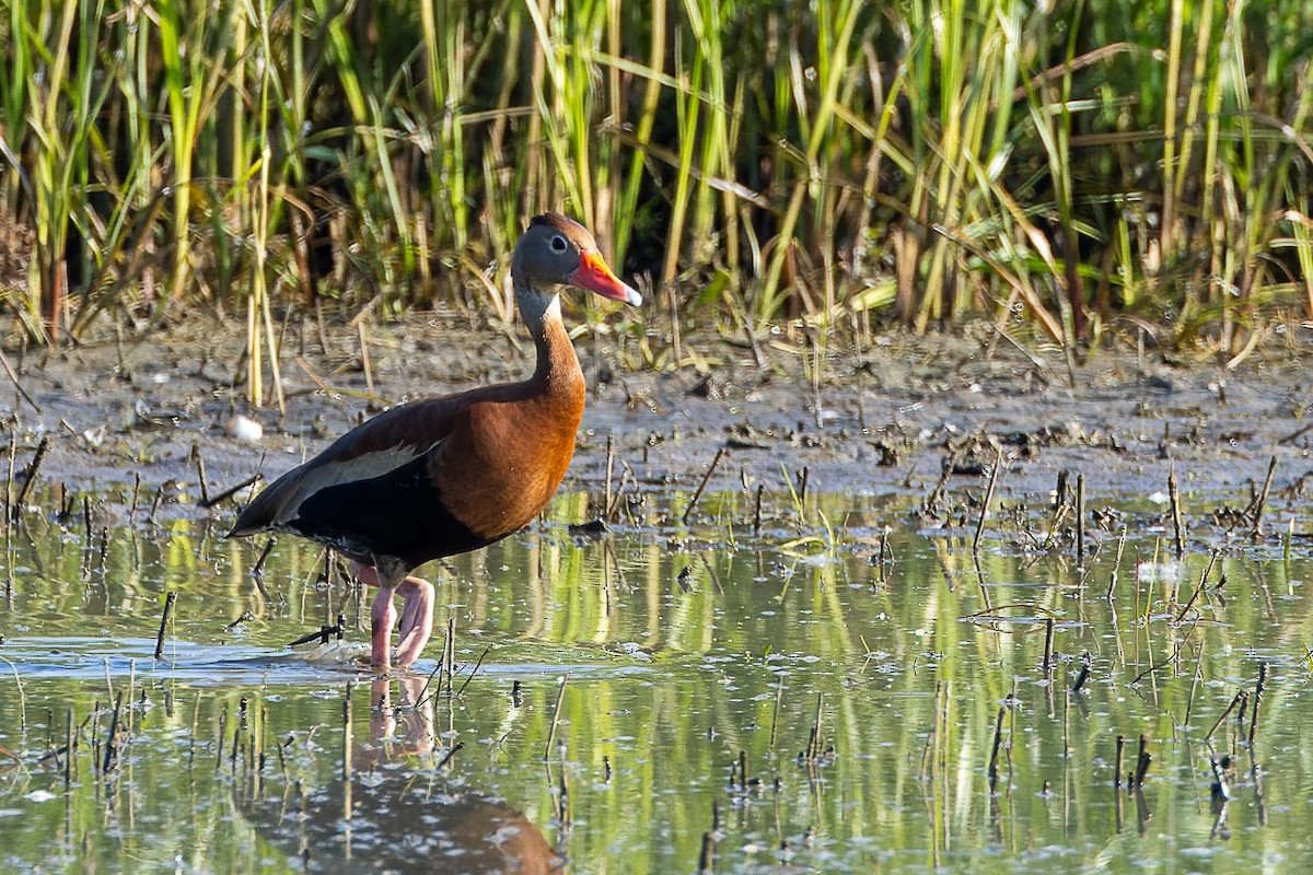 Dendrocygne à ventre noir - ML637921653