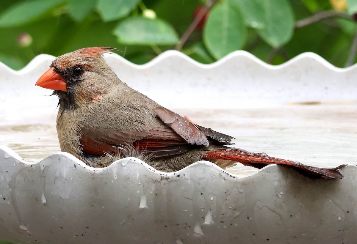 kardinál červený - ML637921665