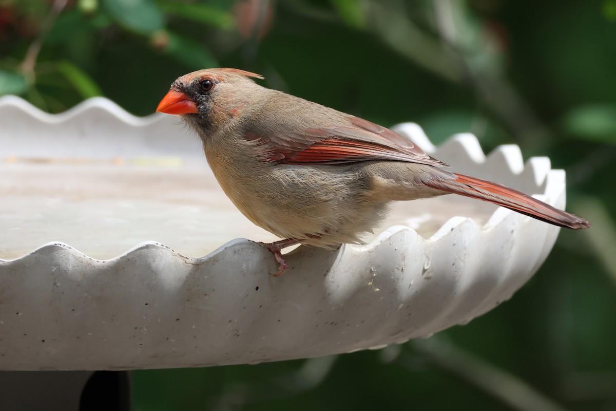 kardinál červený - ML637921669