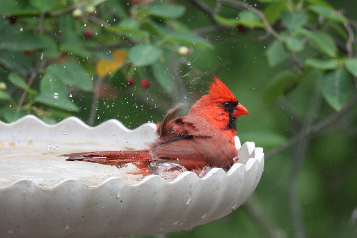 kardinál červený - ML637921670