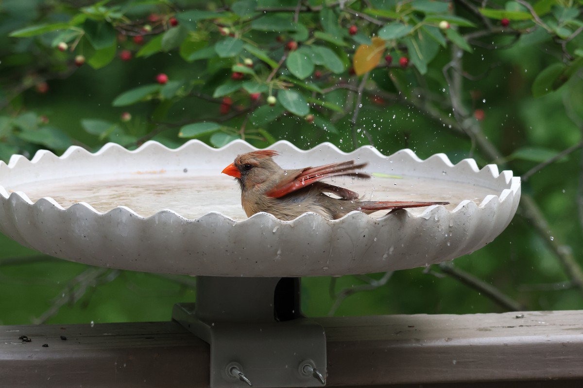 kardinál červený - ML637921671