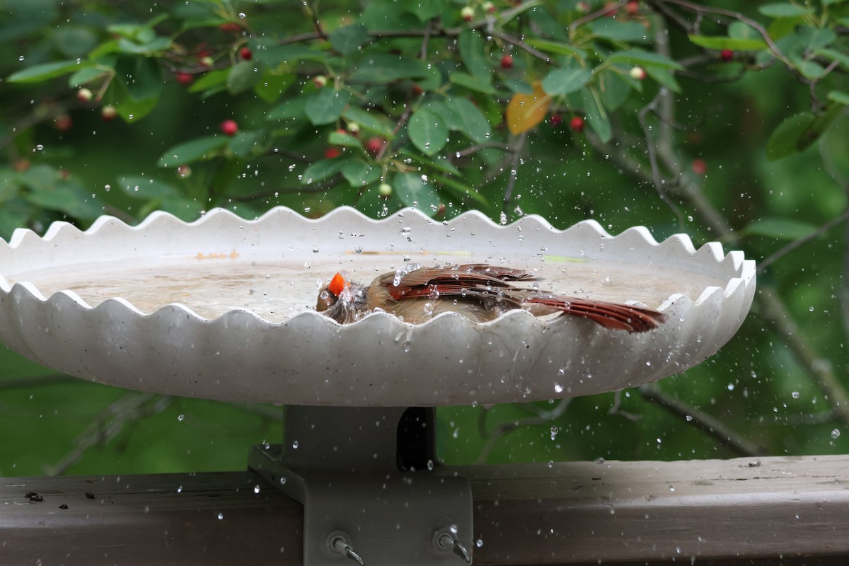 kardinál červený - ML637921672