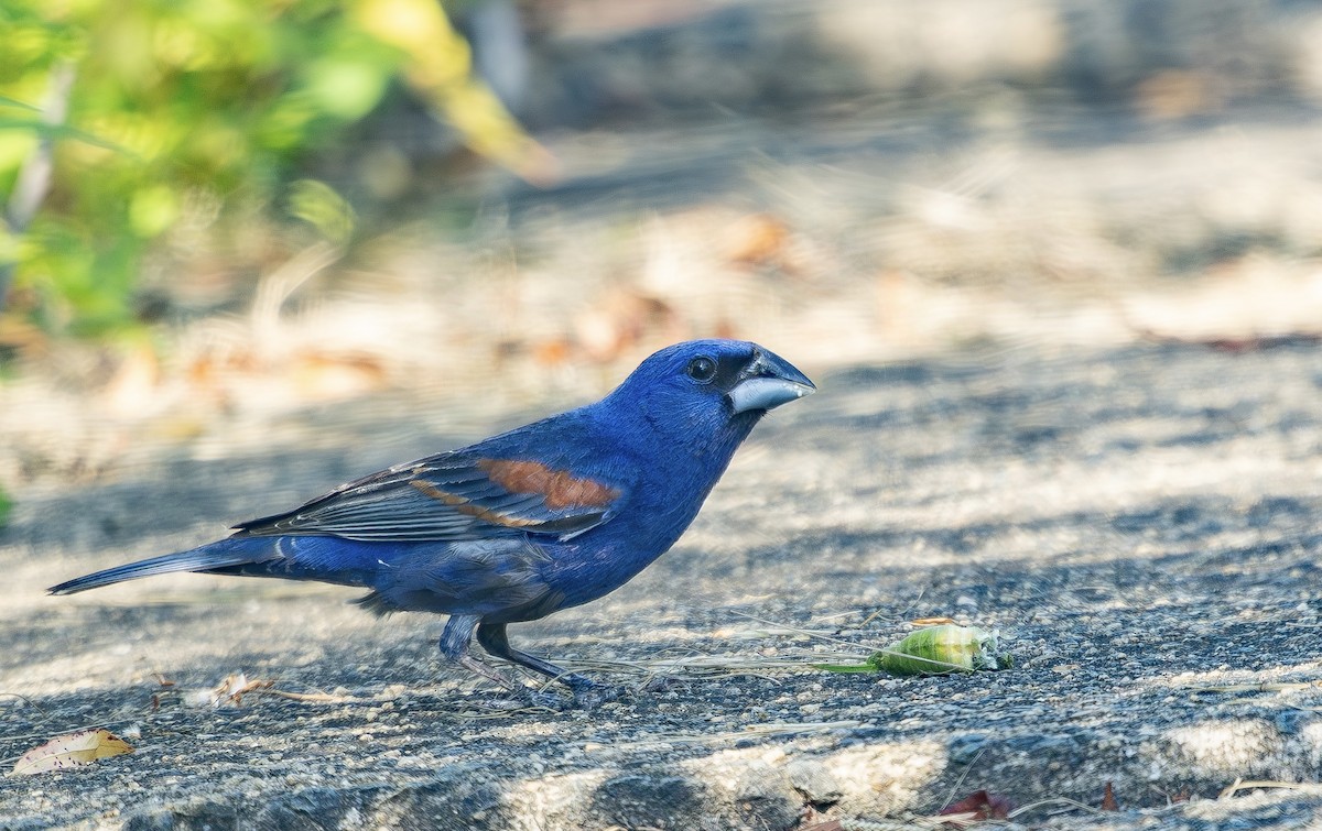 Blue Grosbeak - ML637921698