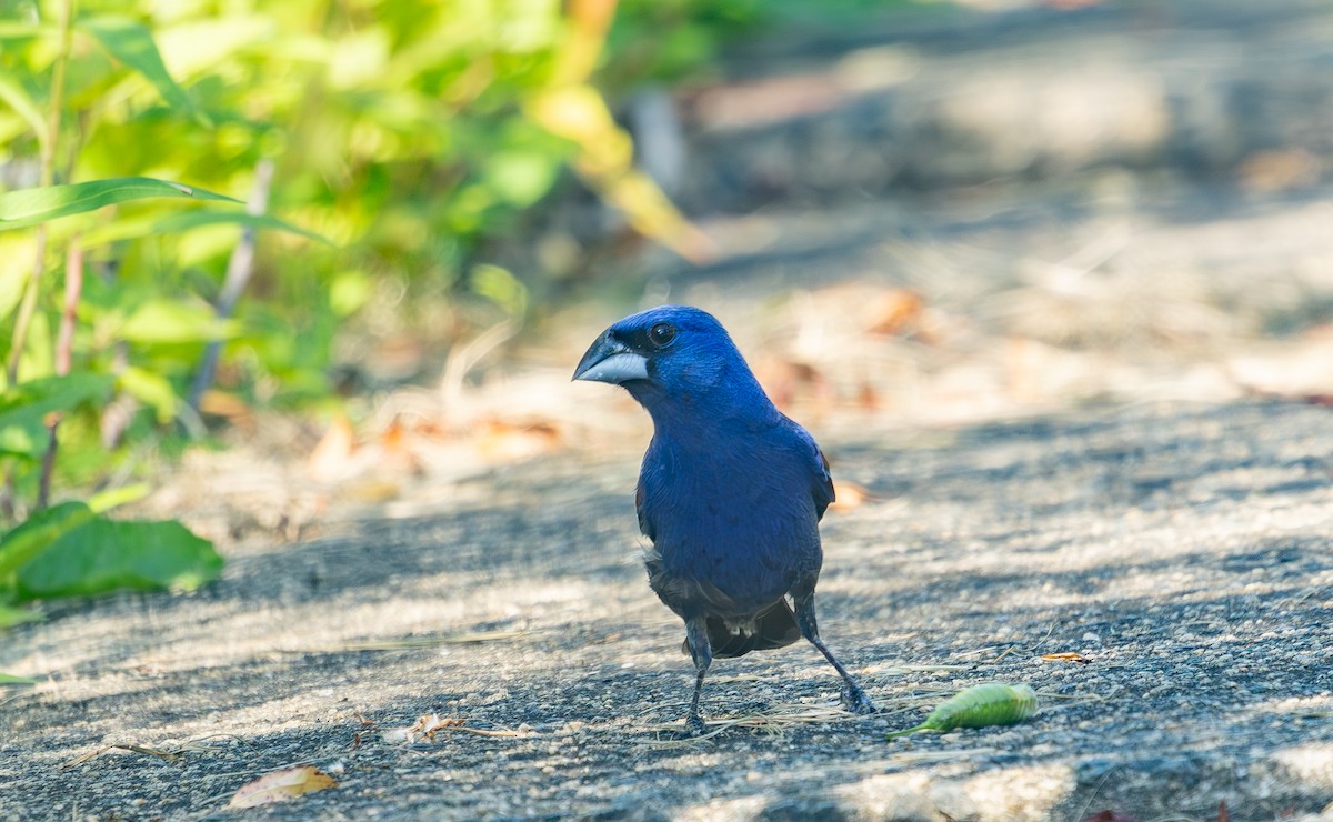 Blue Grosbeak - ML637921699