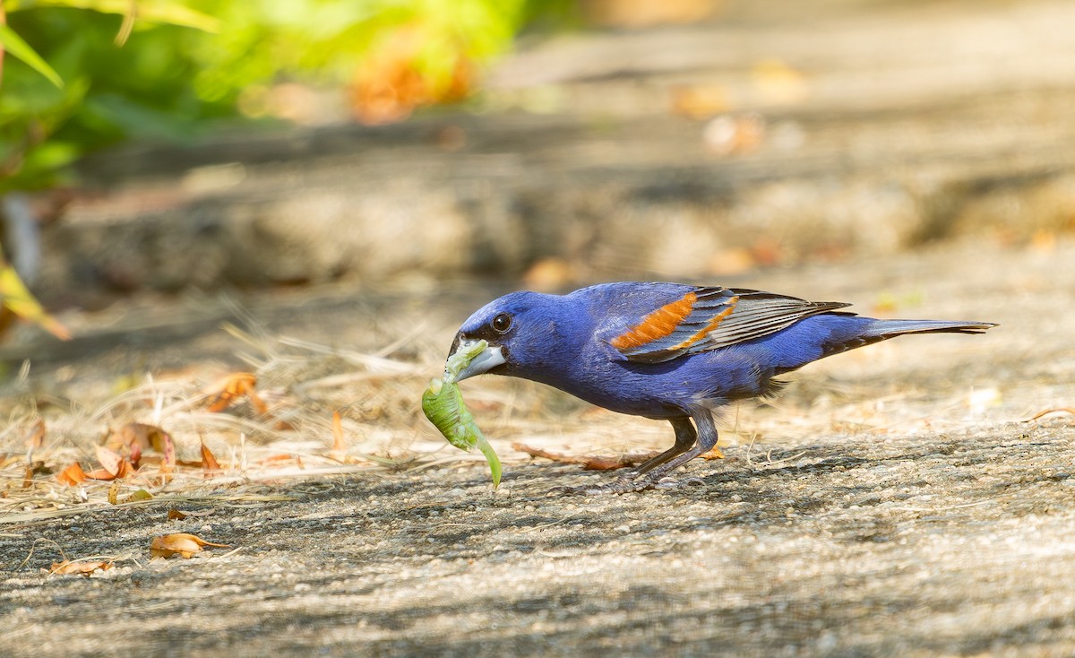 Blue Grosbeak - ML637921700