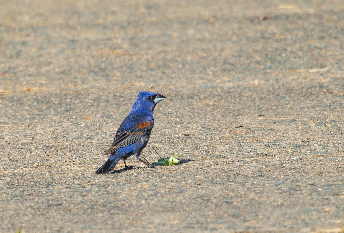 Blue Grosbeak - ML637921701