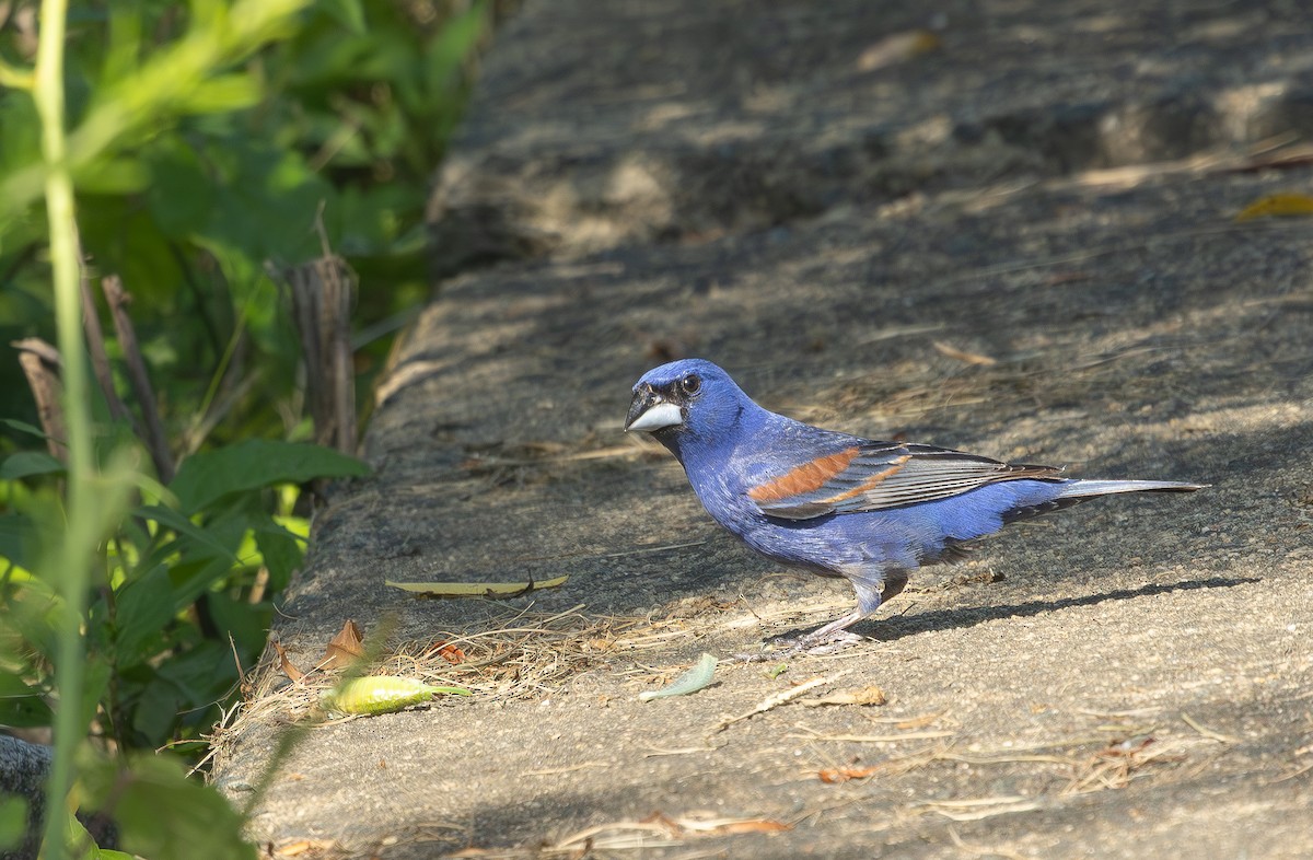 Blue Grosbeak - ML637921703