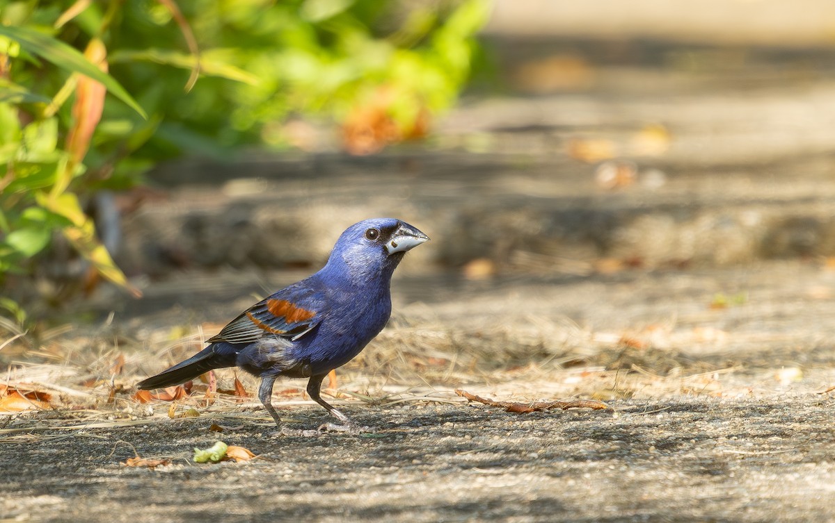 Blue Grosbeak - ML637921706