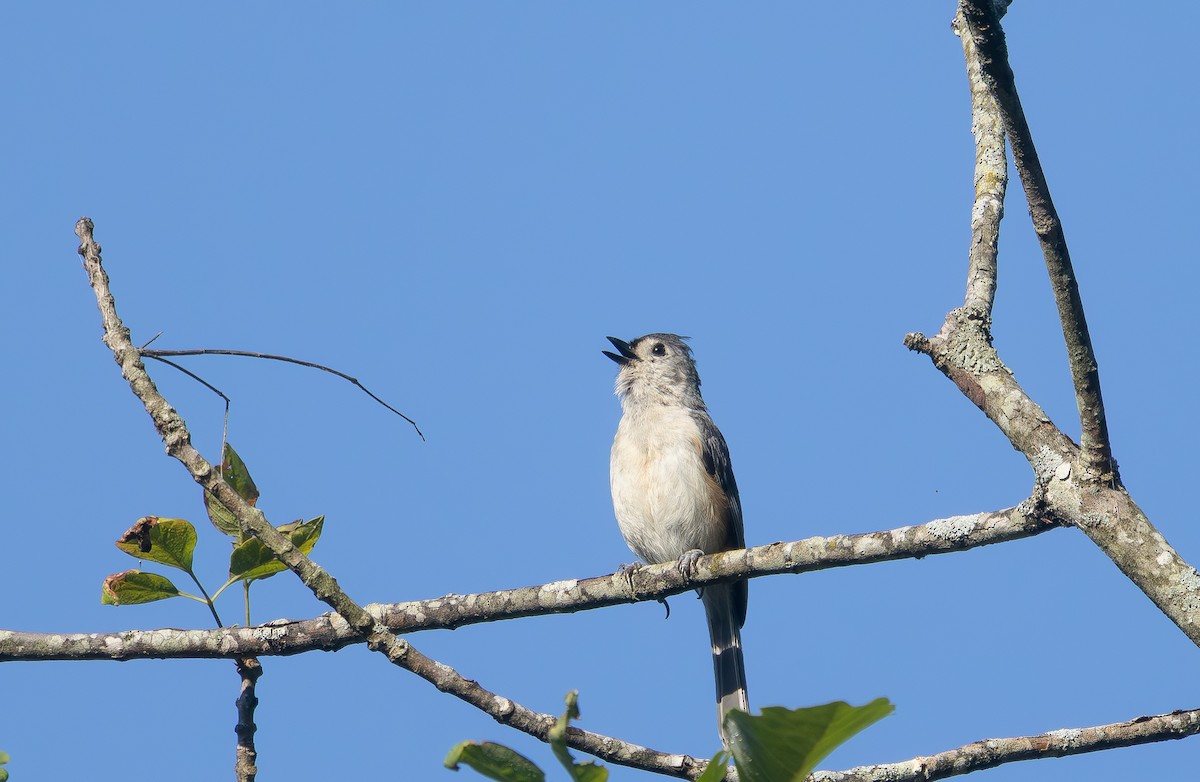 Tufted Titmouse - ML637921716