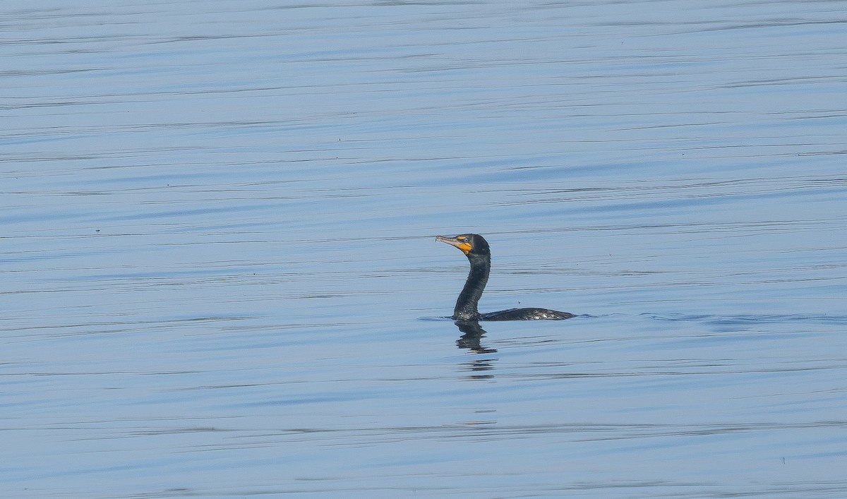 Double-crested Cormorant - ML637921725