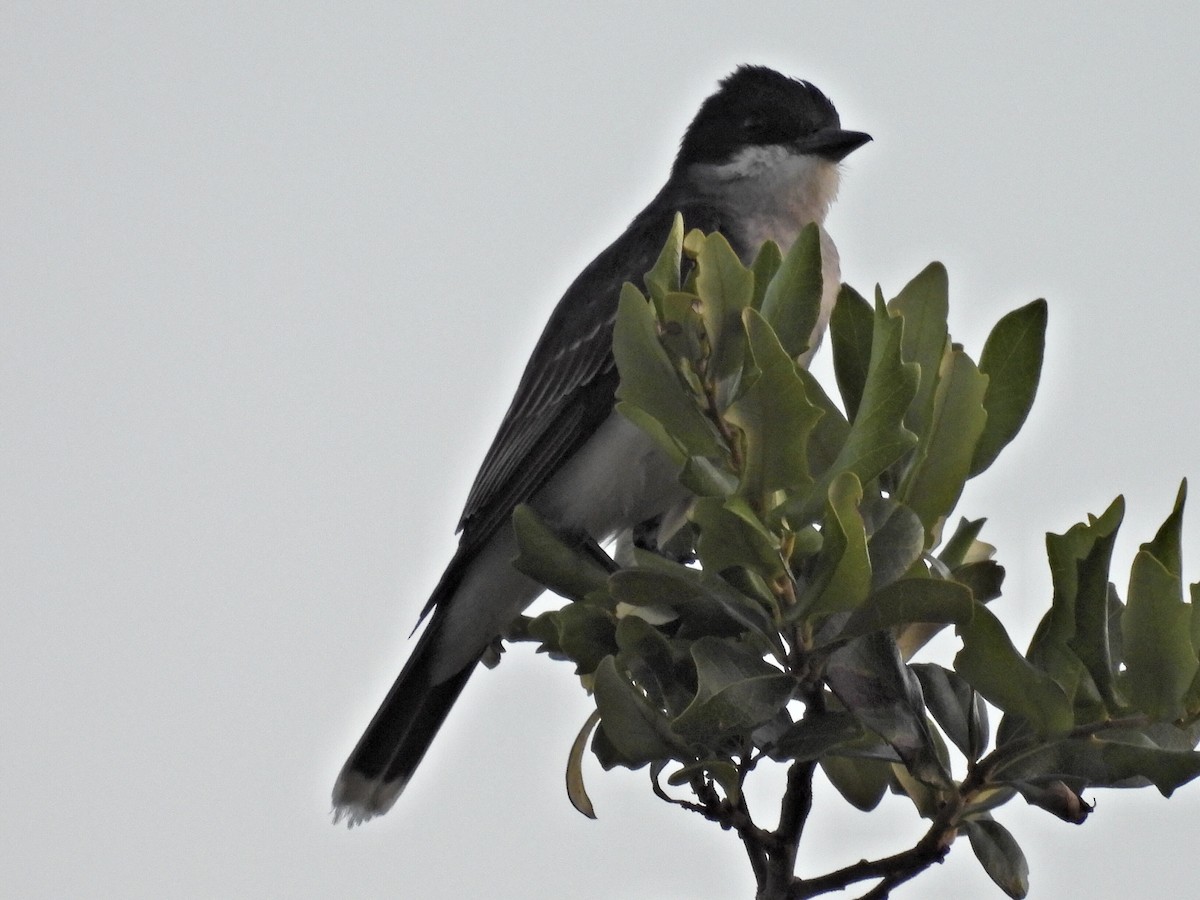 Eastern Kingbird - ML637921788