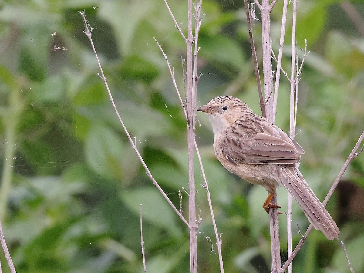 Common Babbler - ML637921868