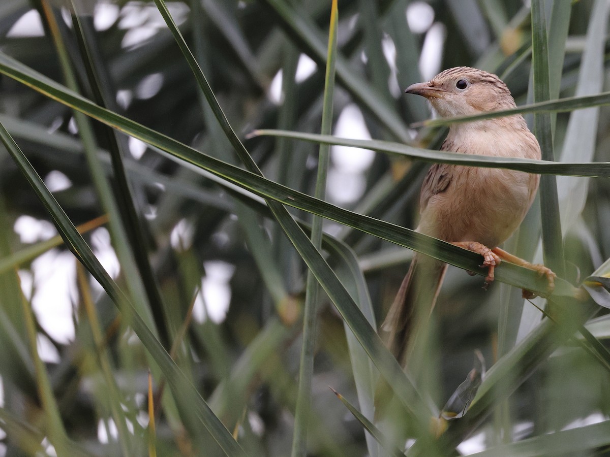 Common Babbler - ML637921869