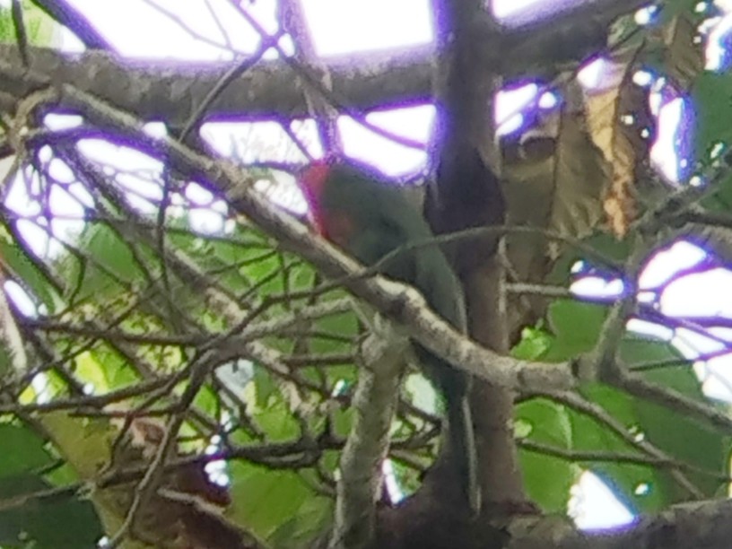 Red-bearded Bee-eater - ML637921881