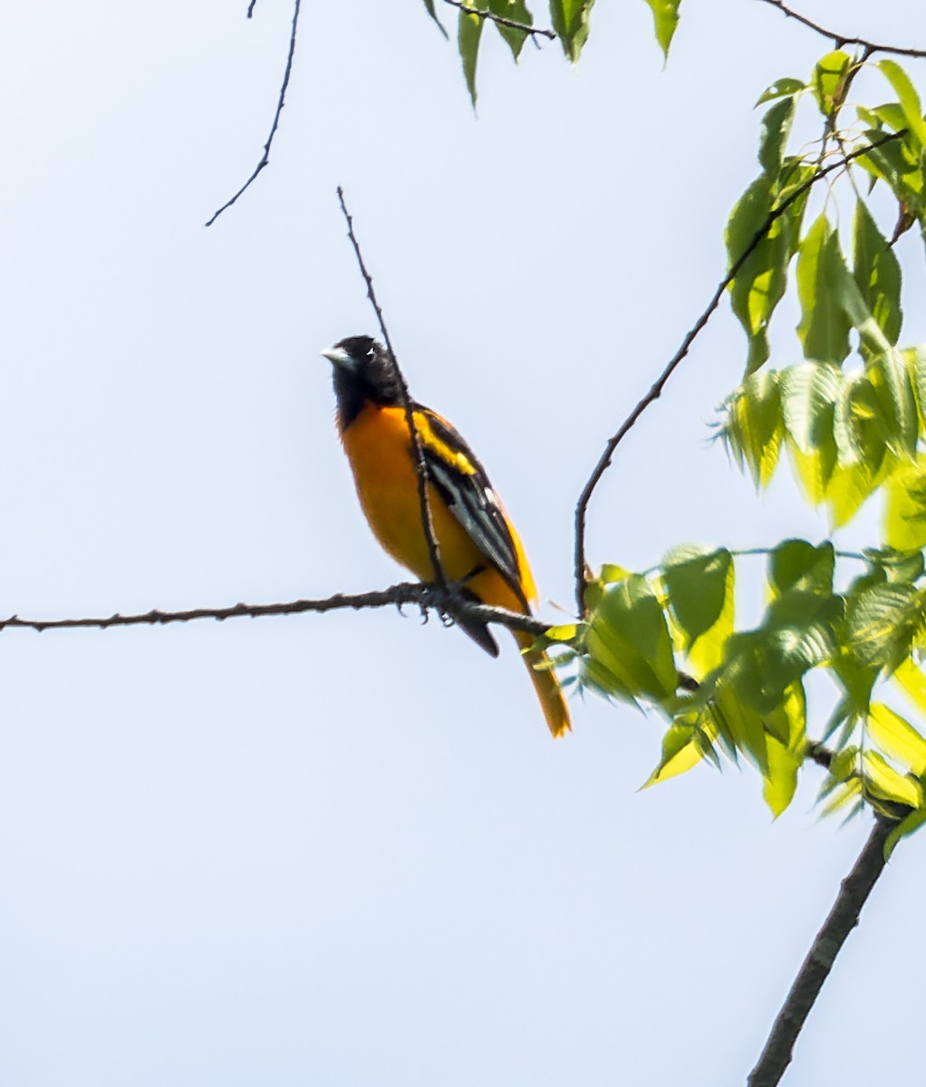 Baltimore Oriole - ML637921907