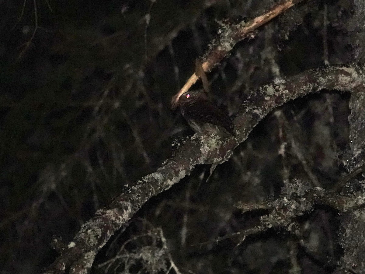 Eurasian Pygmy-Owl - ML637921908