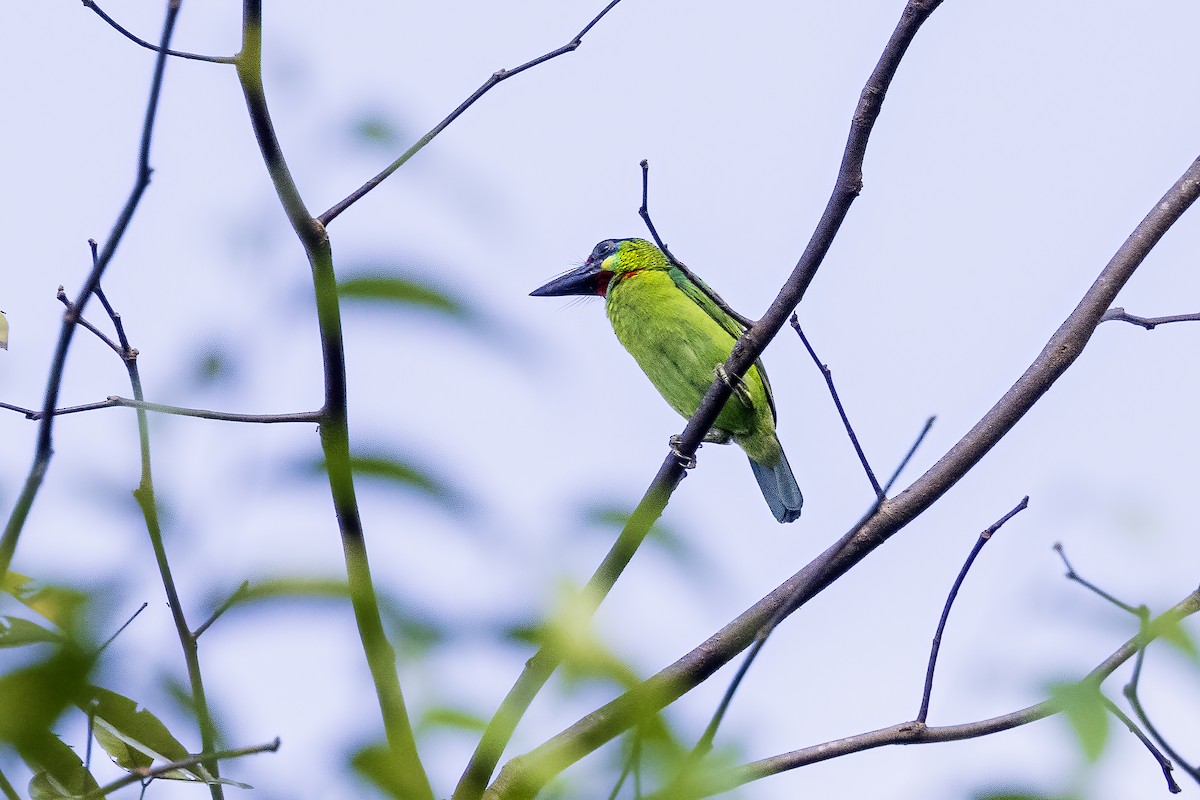 Red-throated Barbet - ML637921911