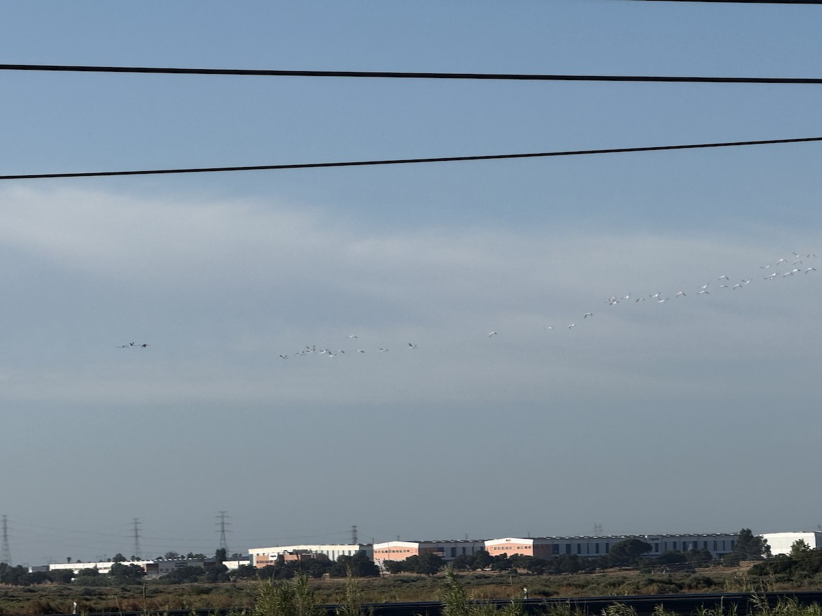 rosenflamingo - ML637921936