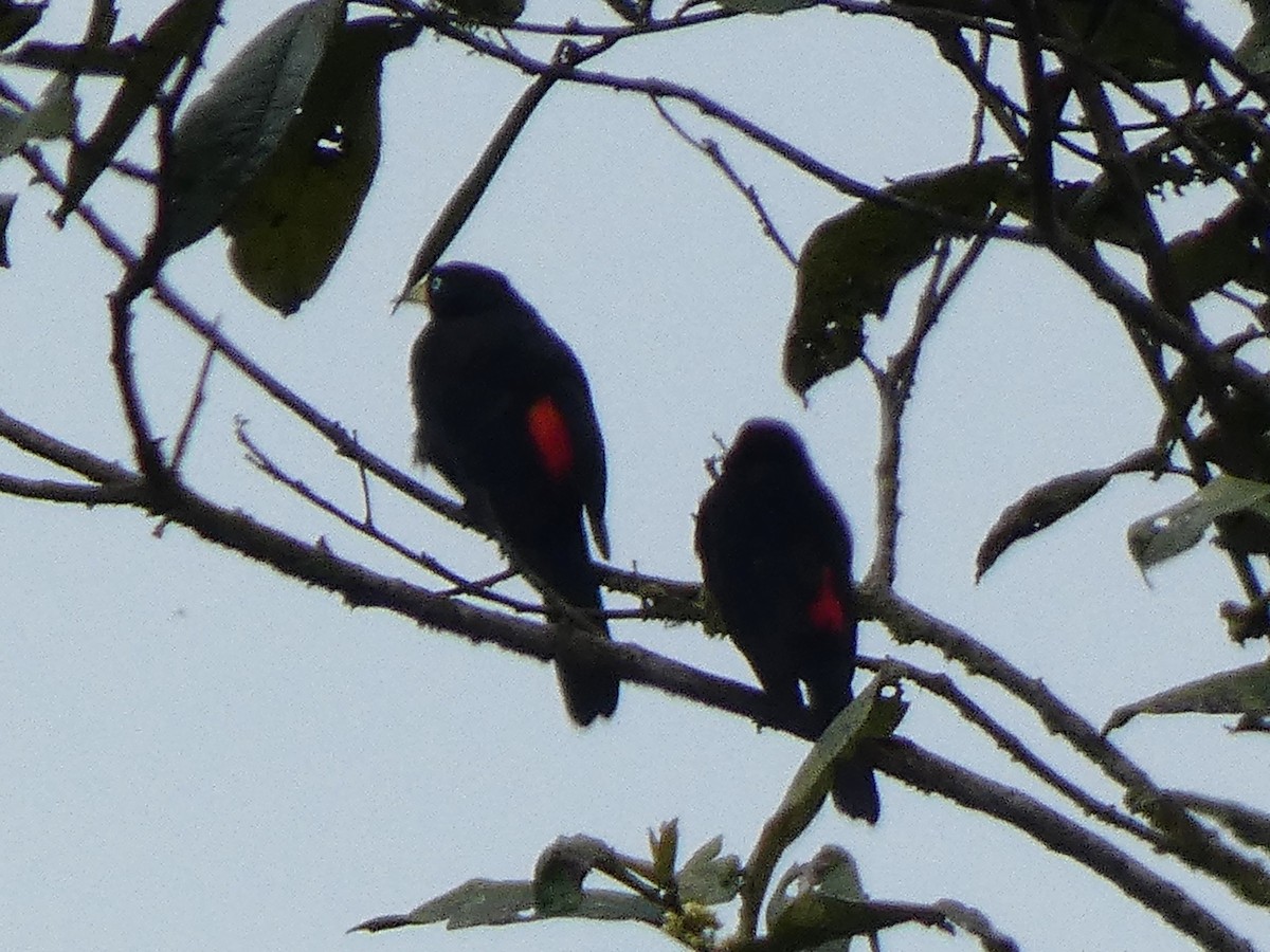 Scarlet-rumped Cacique - ML637922027