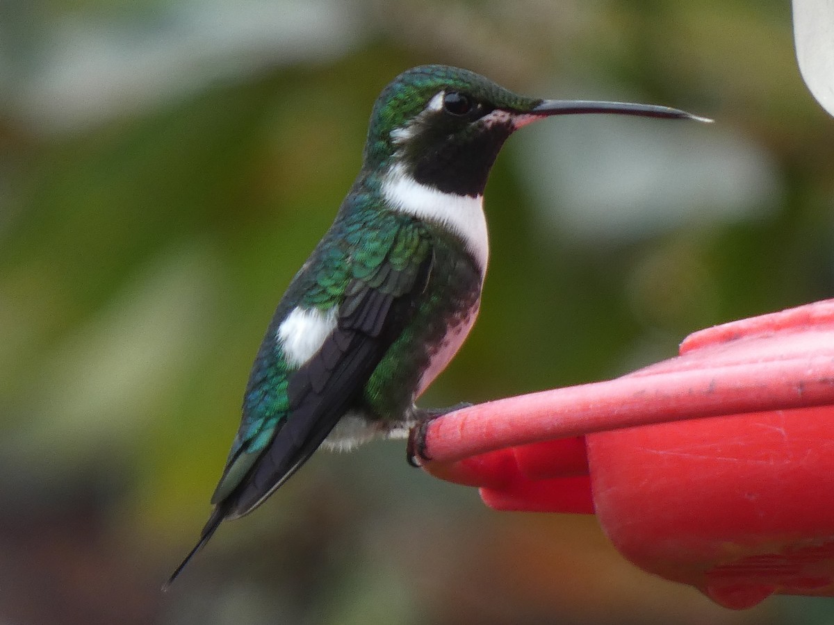 White-bellied Woodstar - ML637922036