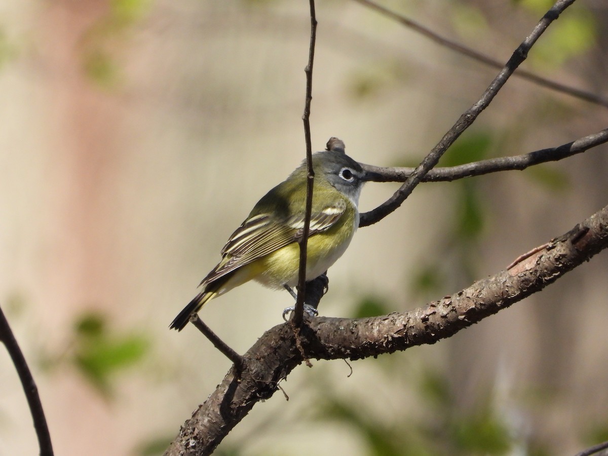 Blue-headed Vireo - ML637922037
