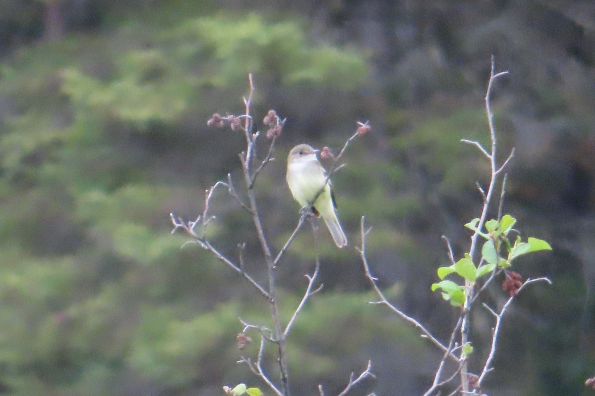 Empidonax sp. - ML637922052