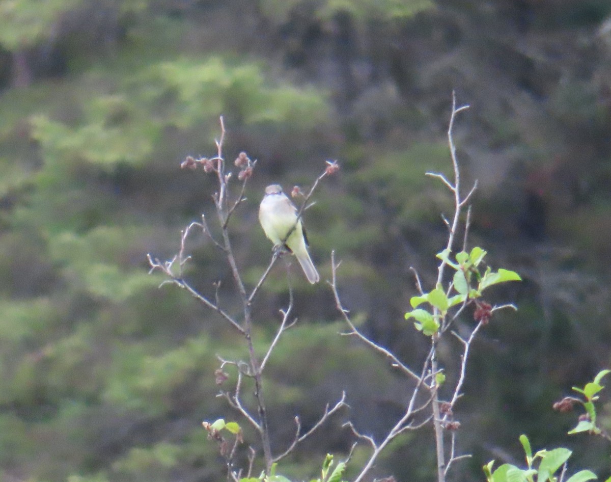 Empidonax sp. - ML637922099