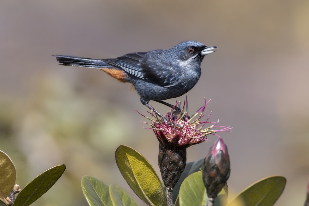 Strichelhakenschnabel - ML637922106