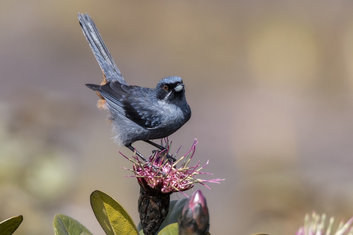 Strichelhakenschnabel - ML637922107