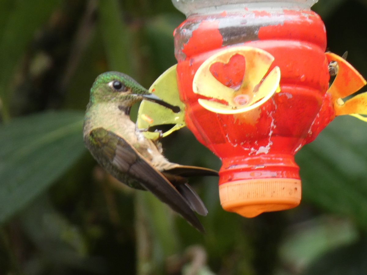 Fawn-breasted Brilliant - ML637922119