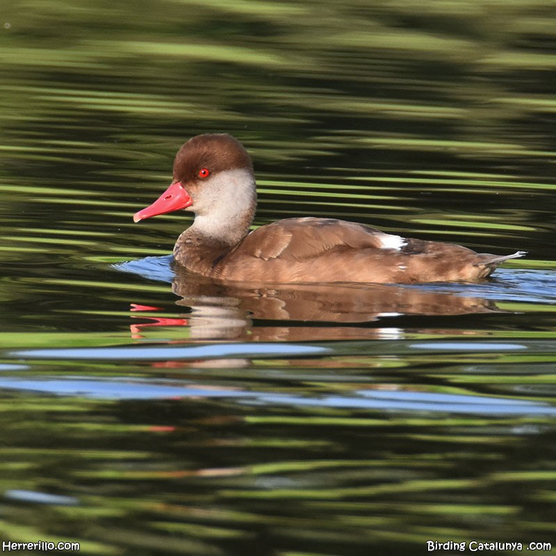 Red-crested Pochard - ML637922173