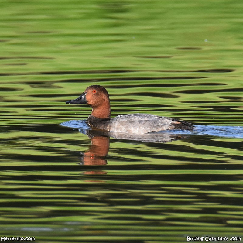 Common Pochard - ML637922178