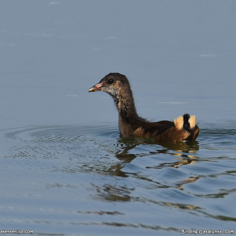 Eurasian Moorhen - ML637922183