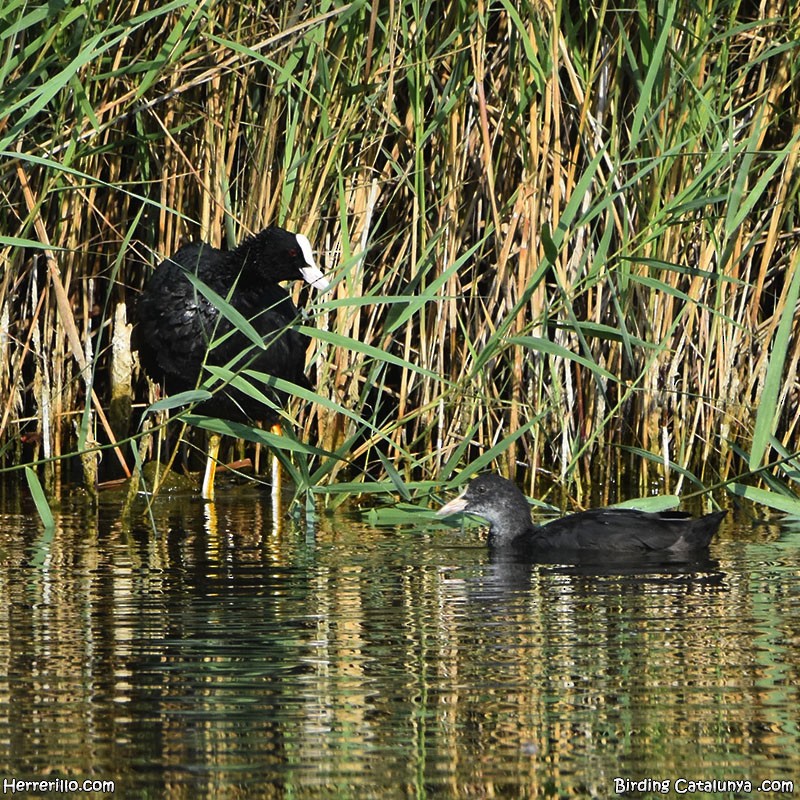 Eurasian Coot - ML637922189