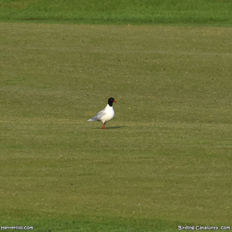 Mediterranean Gull - ML637922194