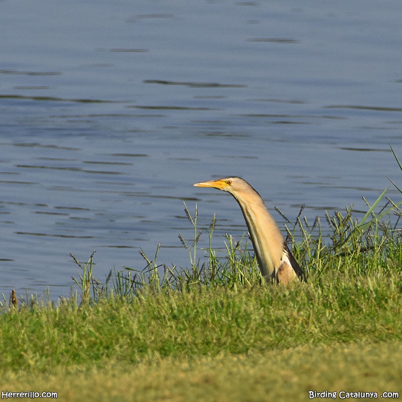 Little Bittern - ML637922208