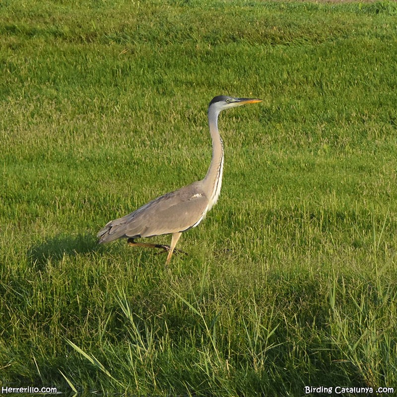 Gray Heron - ML637922212