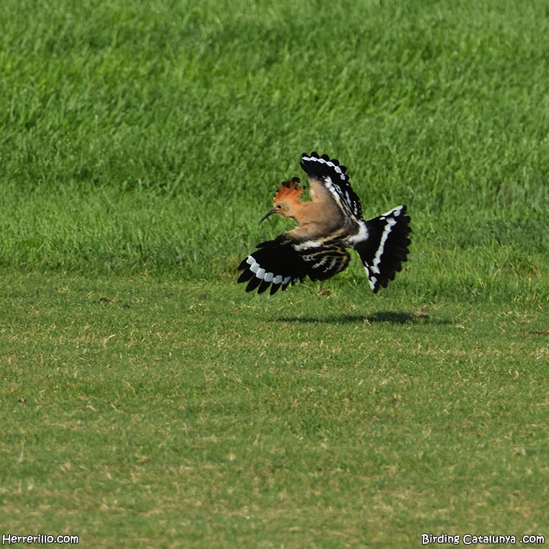 Eurasian Hoopoe - ML637922215