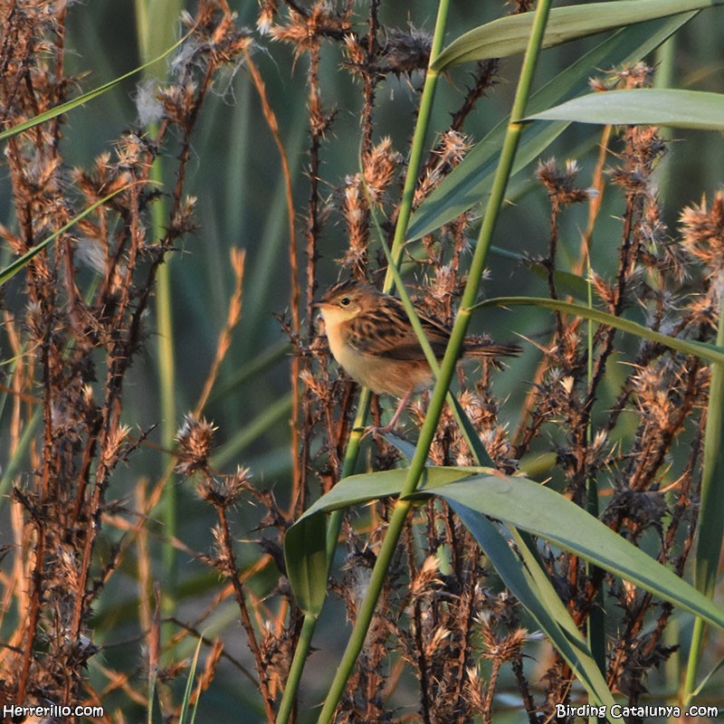 Zitting Cisticola - ML637922222