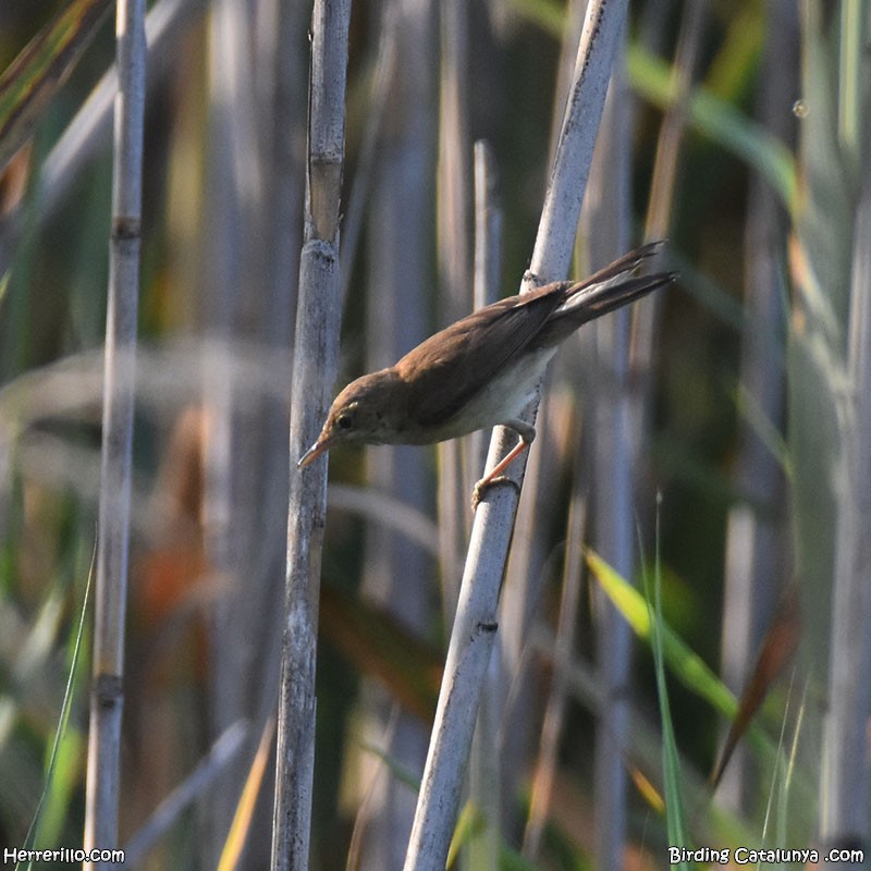 Common Reed Warbler - ML637922227