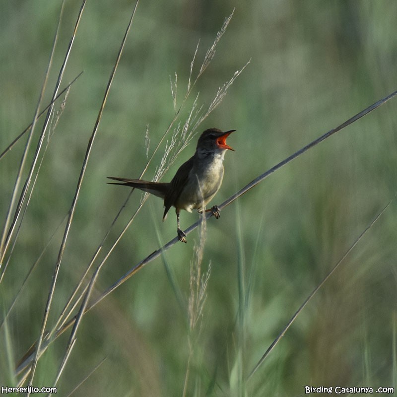 Great Reed Warbler - ML637922230