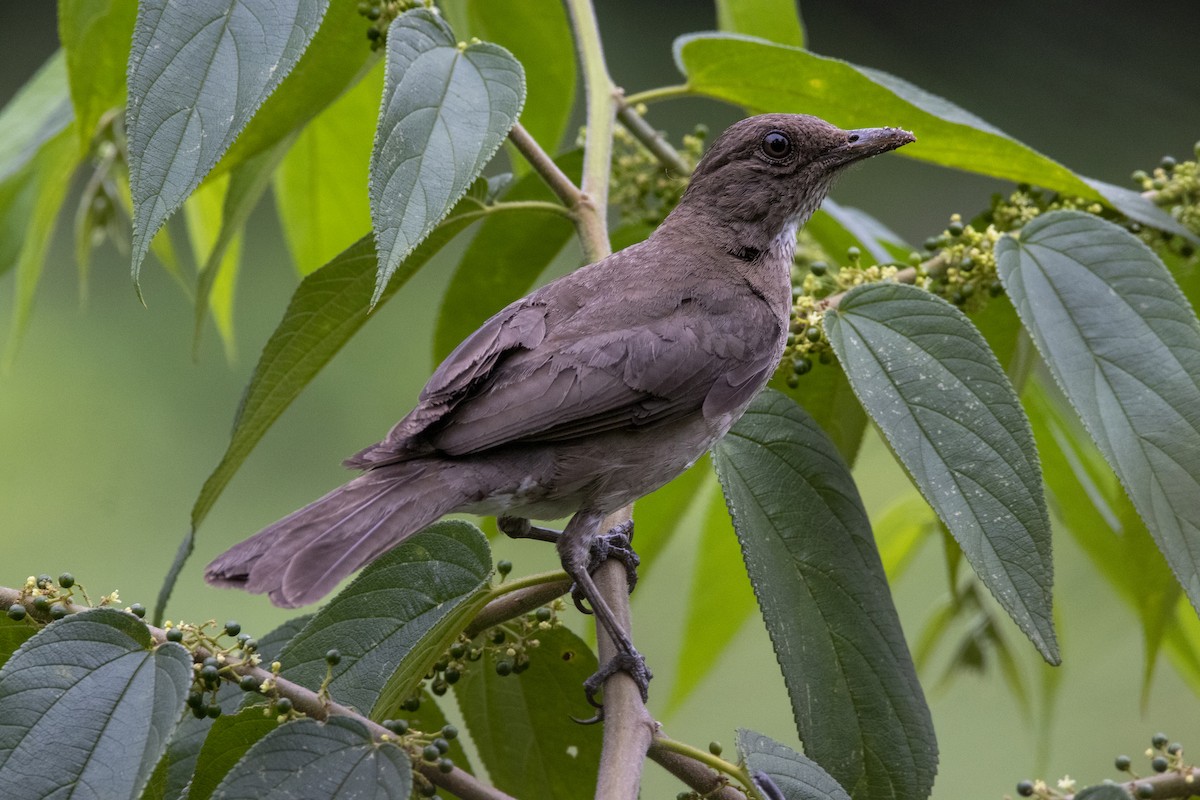 Schwarzschnabeldrossel - ML637922281