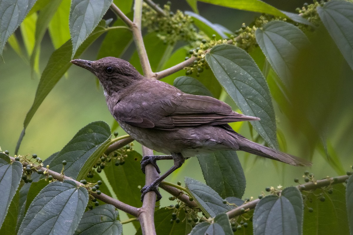 Schwarzschnabeldrossel - ML637922282